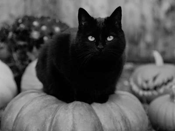 A fekete cicától sokan még ma is indokolatlanul félnek.